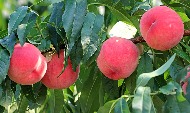 嚴格把關的縣產農林水產品，讓您吃的安心！