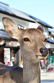Banbi斑比美食旅遊