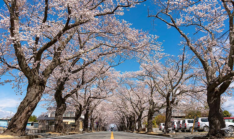 富岡 夜之森櫻花隧道 富岡 夜之森櫻並木