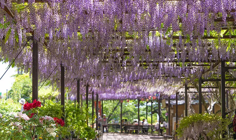 花與歷史之鄉蛇之鼻