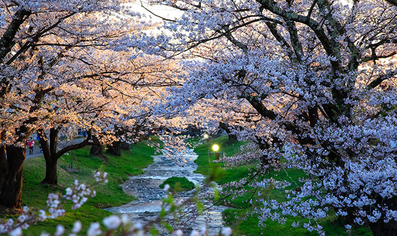 觀音寺川櫻並木