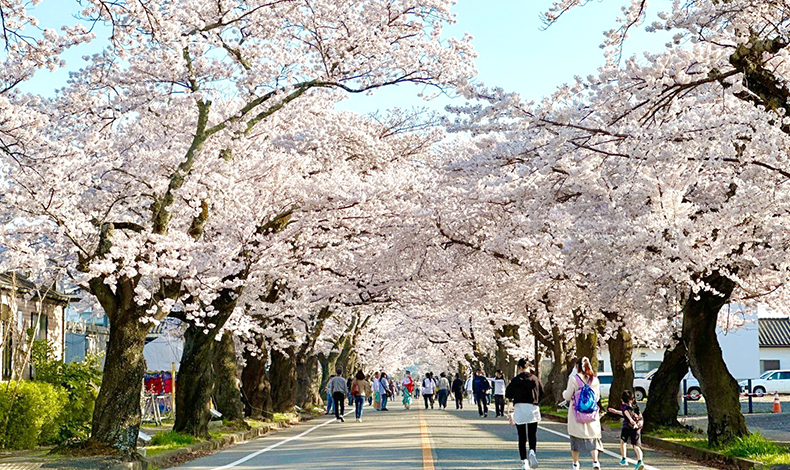 富岡 夜之森櫻並木